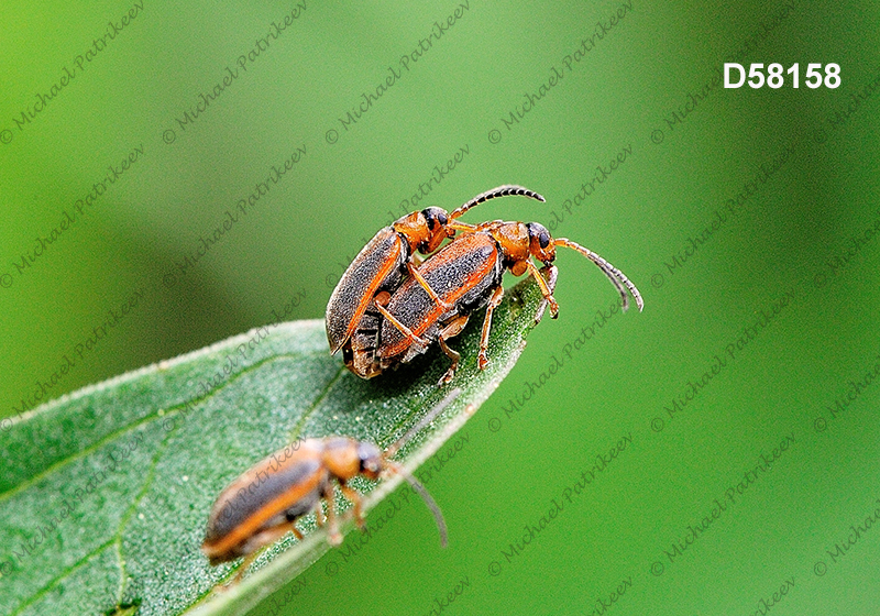 Black-margined Loosestrife Beetle (Neogalerucella calmariensis)